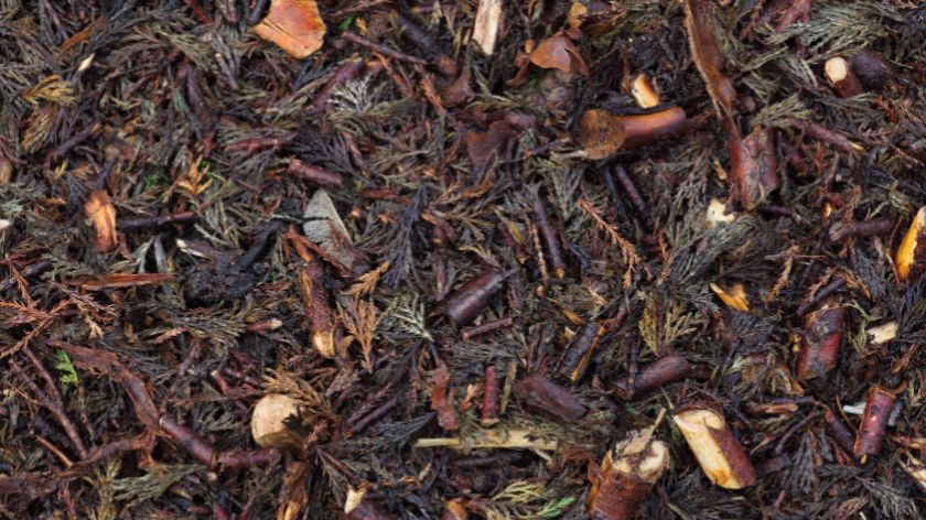 Malč od borovih iglica je najbolji kao zimski malč za ukrasne gredice i žbunje © Canva Malč, malčiranje