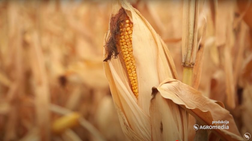 Cena kukuruza je bila 13, 14,00 din kada su otkupljene dovoljne količine za neke barže © AGROmedia kukuruz klip u polju