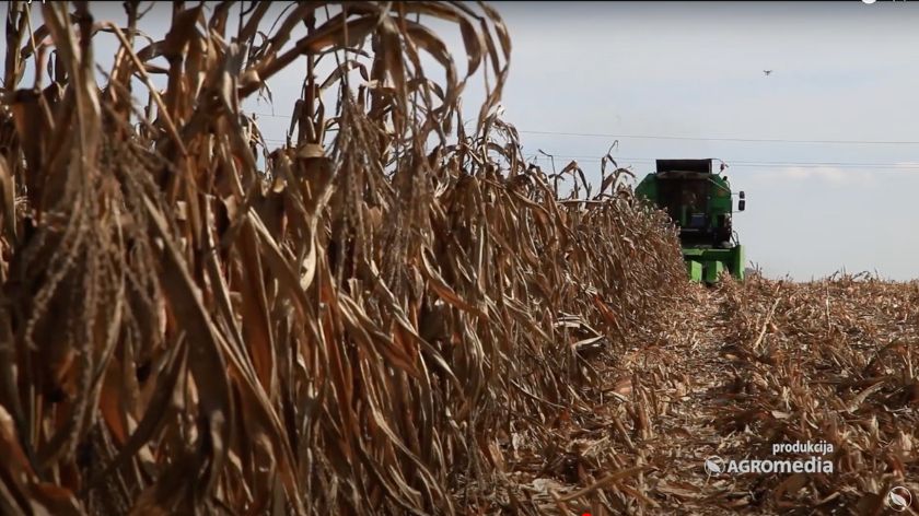 Da li bi to izbacilo možda posrednike, trgovce, nakupce? © AGROmedia Kombajn u polju