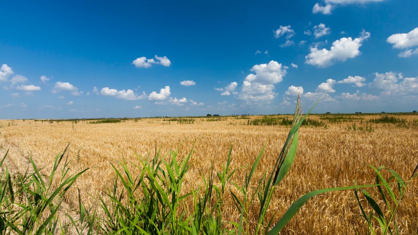 Očekuje se usporavanje rasta proizvodnje žitarica © Canva
