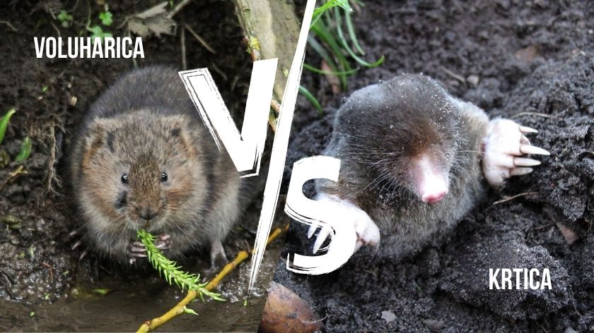 voluharica i krtica na zemlji