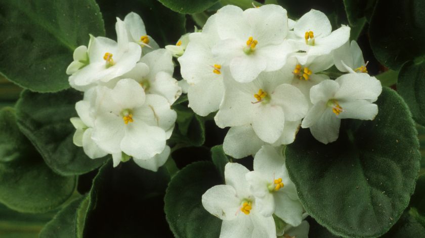 Bela afrička ljubičica