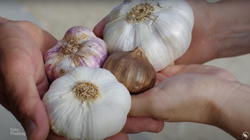 crni beli luk "black garlic" 