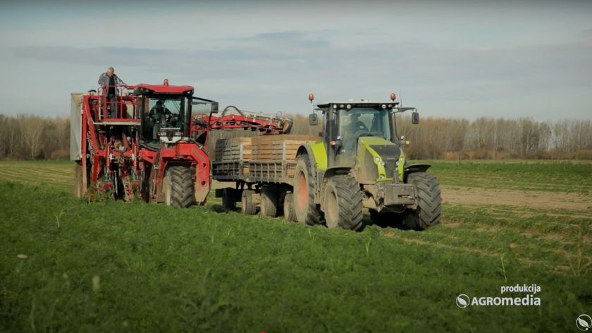 traktor i kombajn žetva krompira