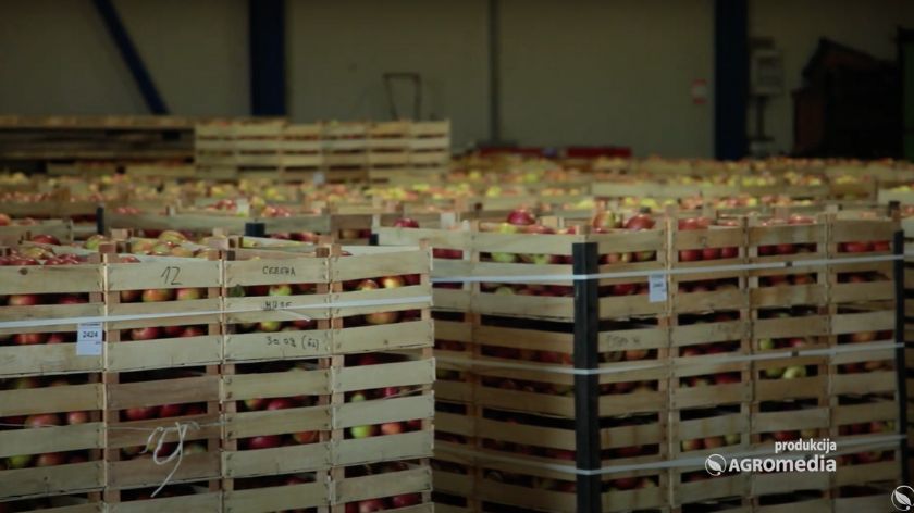 Ko profitira u prodaju jabuka i kako? © AGROmedia SKANDAL: Uzmu od voćara jabuke i prodaju ih za 3 PUT VIŠE!