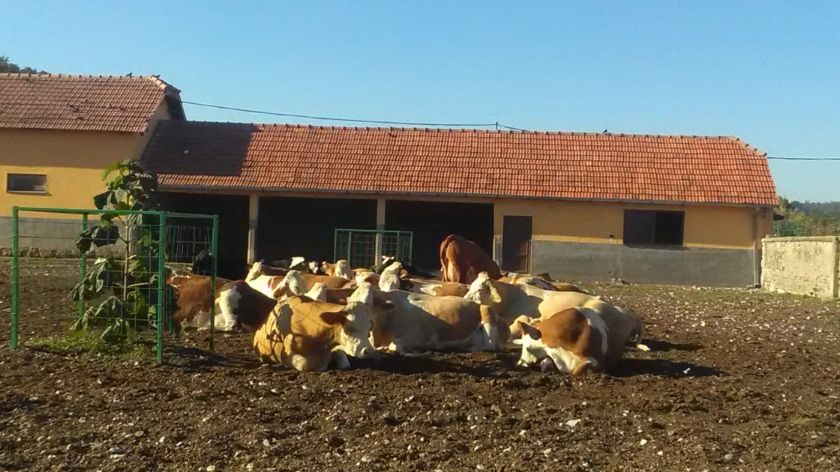 krave leže na farmi u srbiji