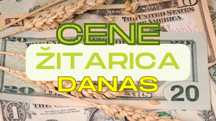 Trenutna cena pšenice
