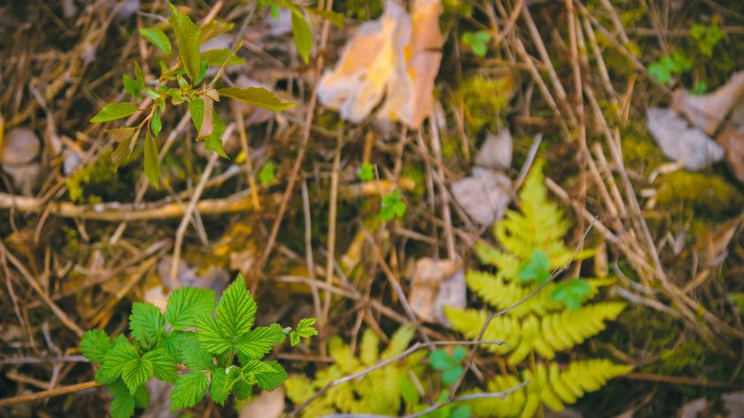 Zasadi malina se nalaze u fazi od mirovanja do glavni pupoljak počinje da raste. © Canva malina proleće
