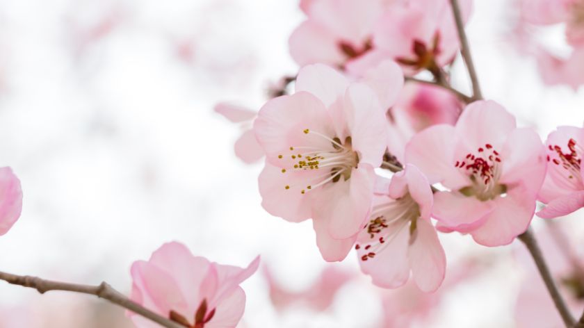 Breskve i nektarine su u osetljivim fazama razvoja na infekciju od strane prouzrokovača monilioze koštičavog voća. © Canva cvet breskve proleće