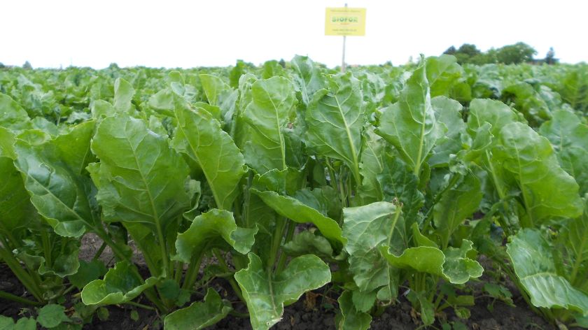 Šećerna repa © Biofor System