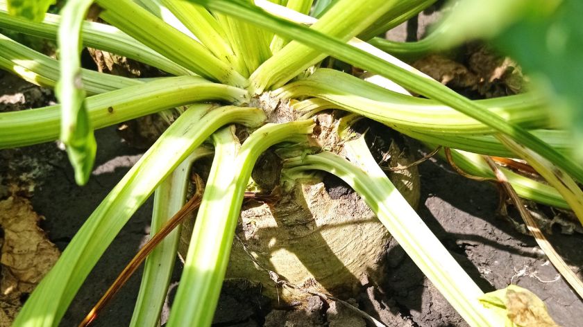 Šećerna repa © Biofor System Šećerna repa