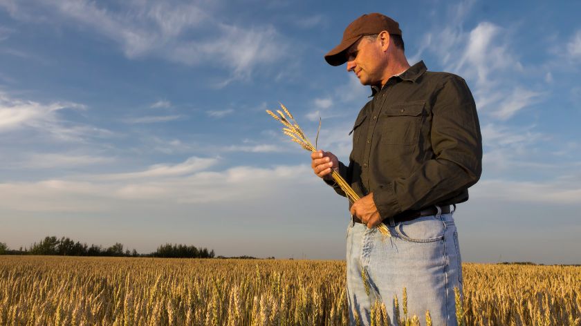 Zaštita pšenice i ječma