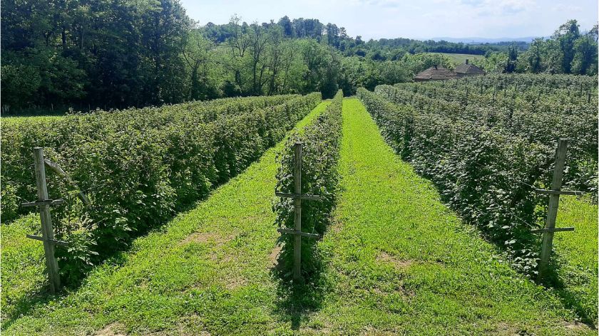 Malina u valjevskom kraju © AGROmedia/Dejan Davidović Malinjak