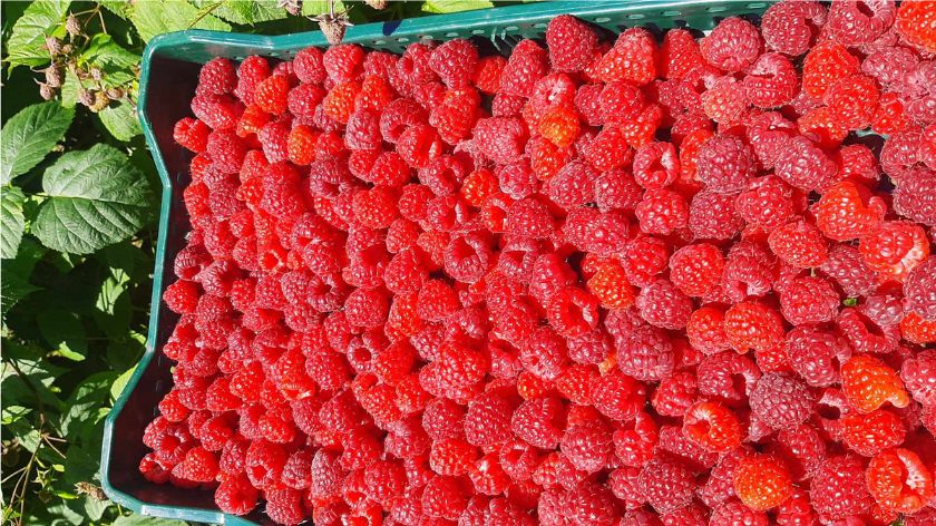 Malina je već stigla na pijace © AGROmedia/Dejan Davidović Malina