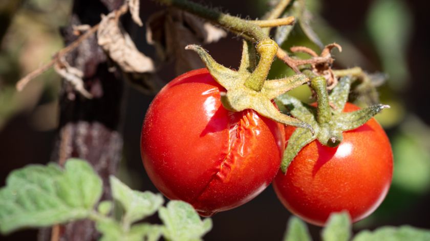 Zašto paradajz puca
