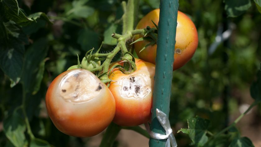 Paradaj napadaju lisne vaši i trips © Canva Paradajz lisne vaši