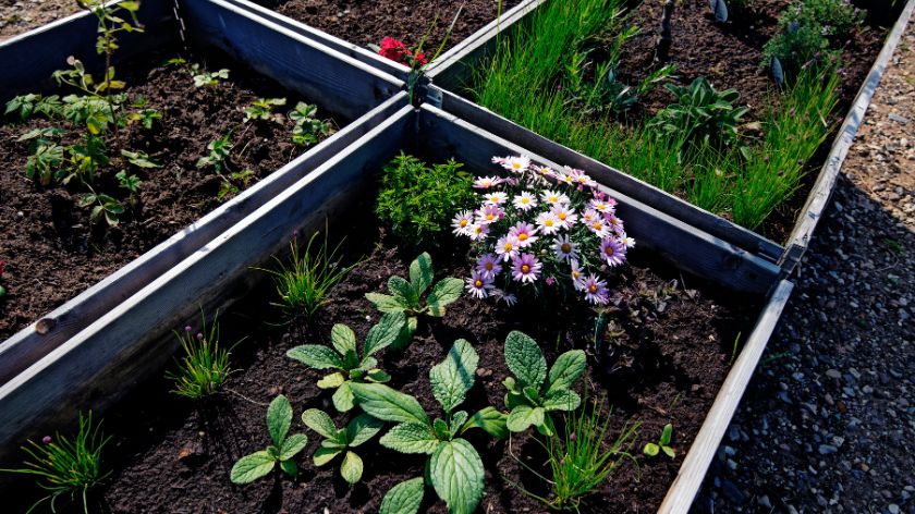 Mešavina i zemlja za saksije - kako odabrati? © Canva Mešavina i zemlja za saksije