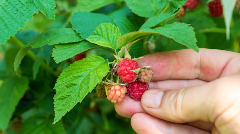 Malinari traže da se izađe sa cenom za 2025. godinu © Canva Malinari