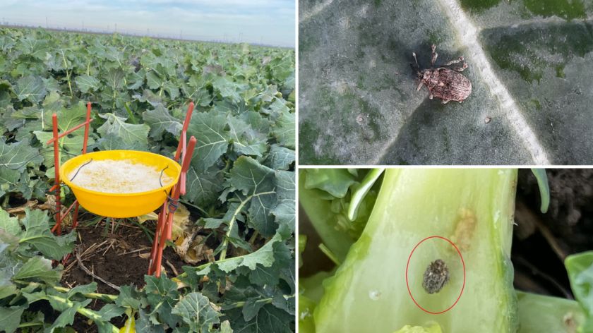 Mala repičina pipa napada uljanu repicu © PIS Srbija Mala repičina pipa