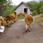 Žene u poljoprivredi