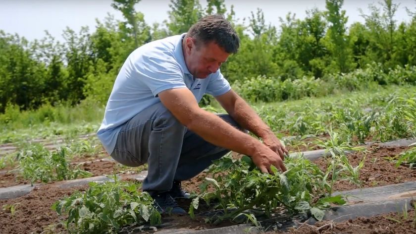 Nenad Milošević © AGROmedia/Youtube screenshot Povrtarstvo