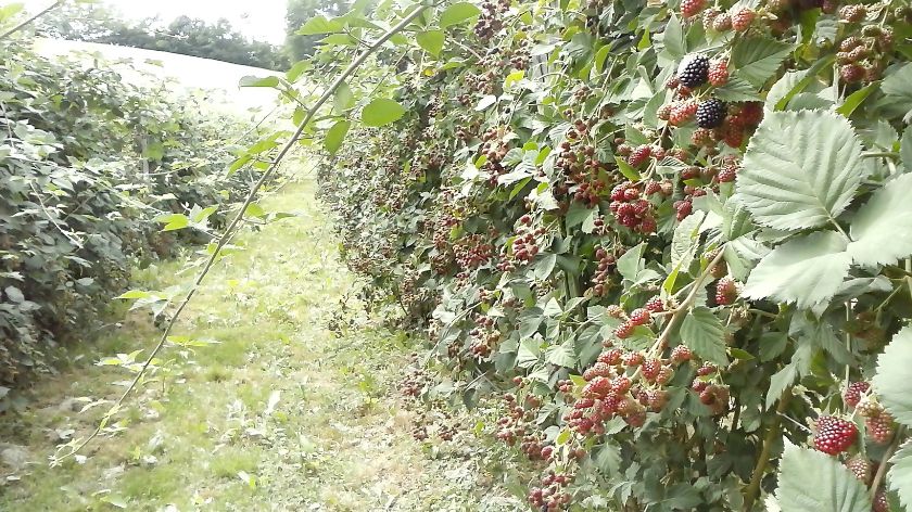 Ovog leta rod kupine je pod znakom pitanja © AGROmedia/Dejan Davidović Berba kupine