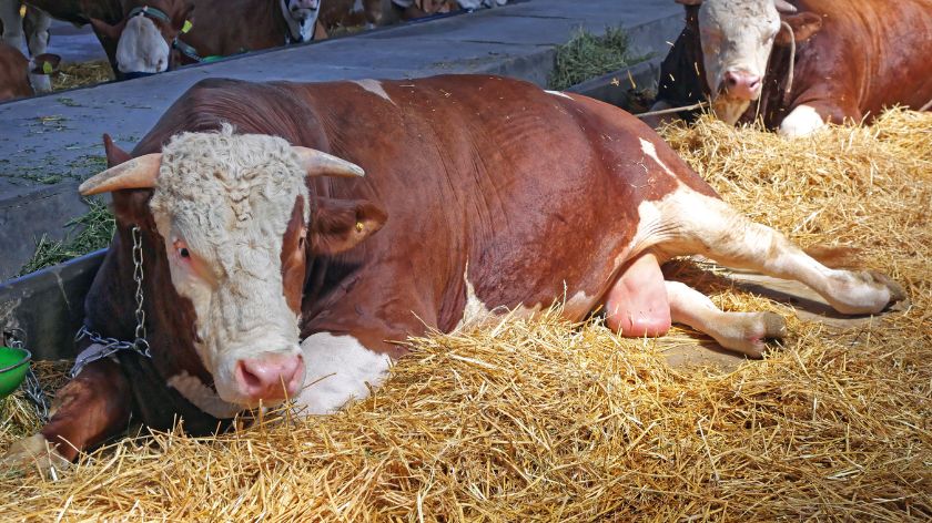 Rekordna cena bikova © Canva Cena bikova