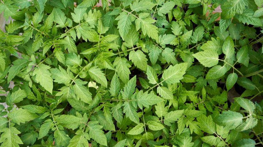 Lišće paradajza je izuzetno korisno © Canva Lišće paradajza