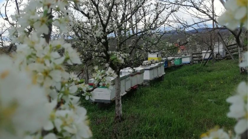 Pčelarstvo zahteva mnogo odricanja, ulaganja i truda © Pčelinjak Petronijević/Dejan Davidović Pčelinjak Petronijević