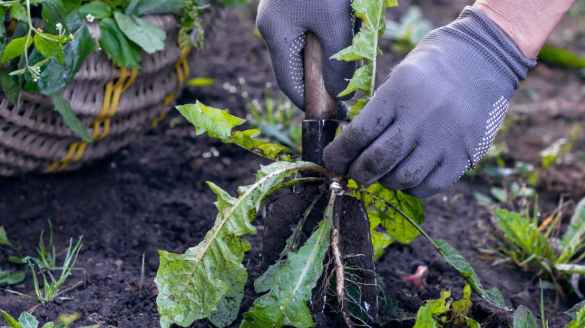 Sprečavanje korova je mnogo lakše nego njegovo uklanjanje © Canva Plevljenje korova