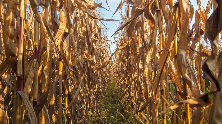 Poljoprivrednici su u velikom problemu © Canva Poljoprivrednici protesti