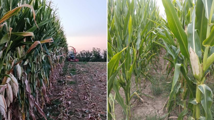 Kukuruz za silažu podbacio © AGROmedia/Dejan Davidović Silaža