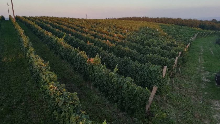 Vinogradi © AGROmedia/Dejan Davidović Vinogradi