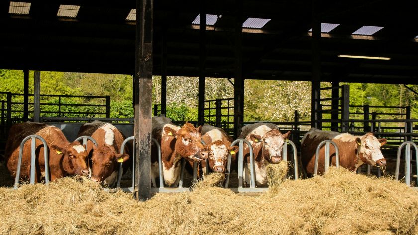 Sistem zaštite životinja je važan deo održivog razvoja © Canva Zaštita životinja