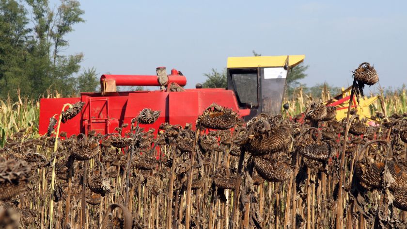 Da li će cena suncokreta biti adekvatna © Canva Cena suncokreta
