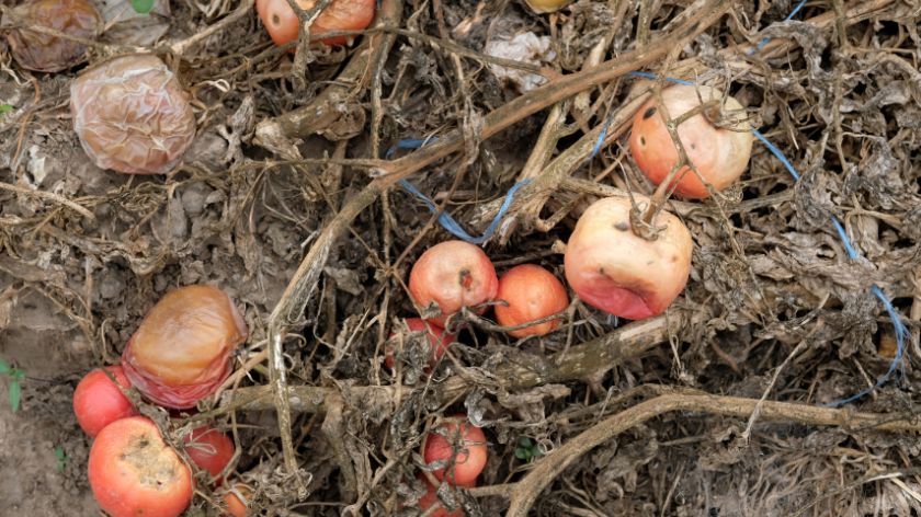 Greške u povrtarstvu