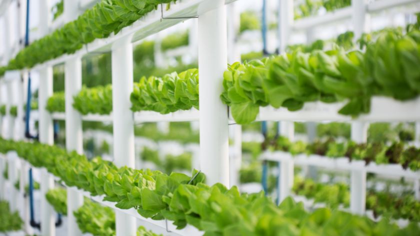 Vertikalne farme sve popularnije © Canva Vertikalna farma