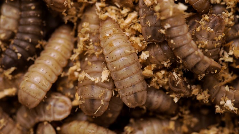 Larve koje jedu otpad © Canva Larve reciklaža