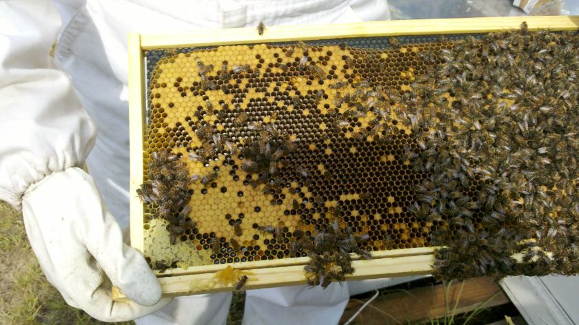 Radovi u pčelinjaku u septembru © Canva Radovi u pčelinjaku u septembru