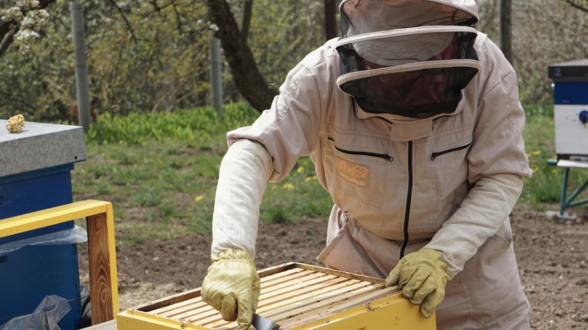 Radovi u pčelinjaku u septembru