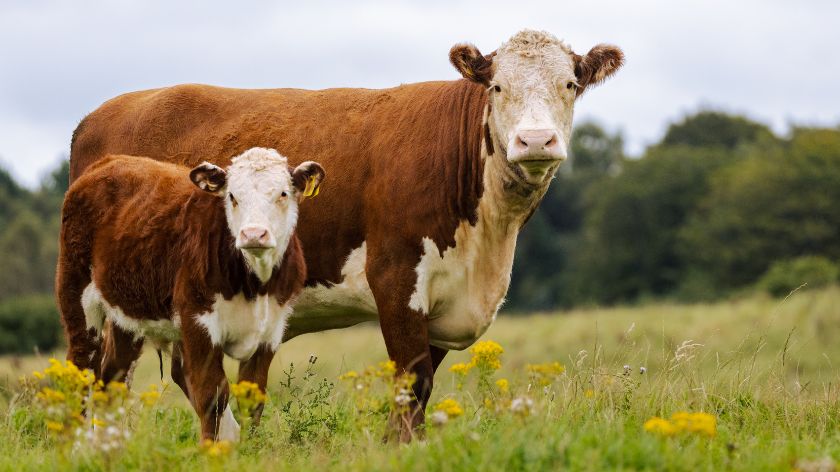 Subvencije stočarstvo