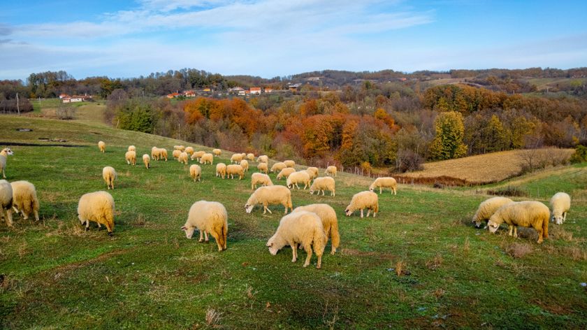 Tročkovi ovčarske proizvodnje su visoki, naročito u sušnim godinama ©Agromedia/Dejan Davidović ovce na pašnjaku
