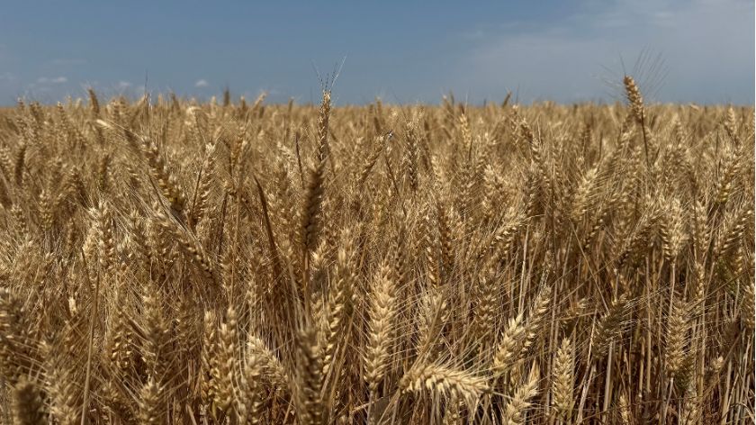 klasje pšenice na njivi