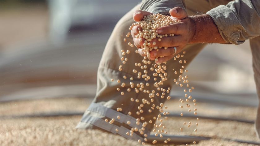 čovek baca zrna soje
