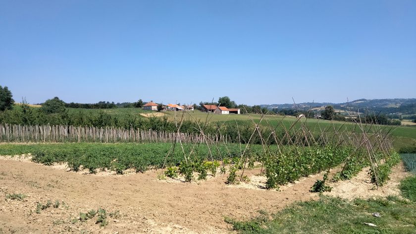 Pravo na seme – temelj poljoprivredne nezavisnosti © AGROmedia/Dejan Davidović