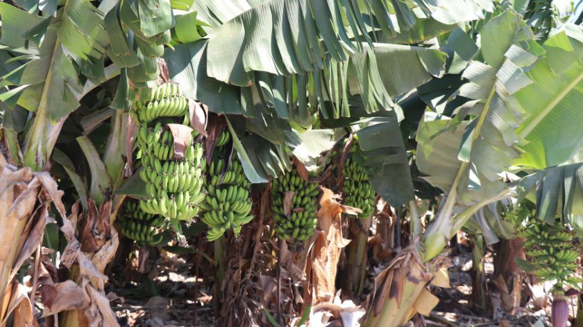 Nije GMO, ali jeste genetski izmenjena © Canva Banana