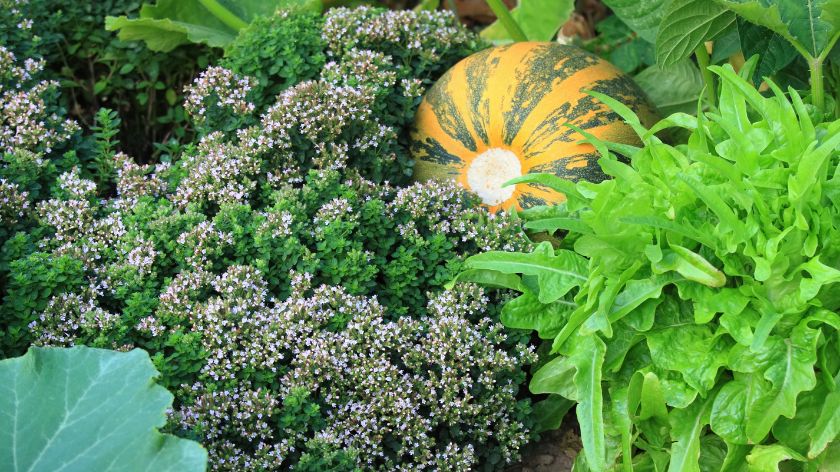 Prednosti gajenja biljaka u zatvorenom prostoru © Canva Bašta u zatvorenom prostoru