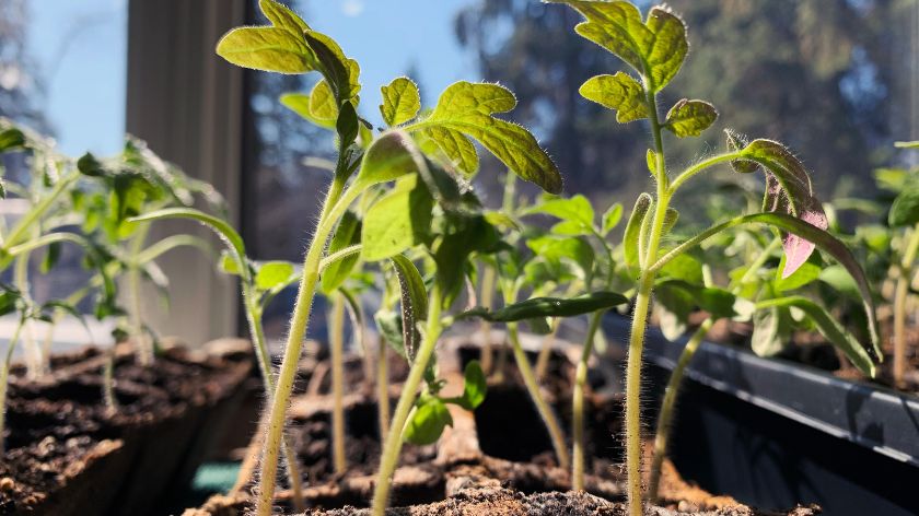 Bašta u zatvorenom prostoru