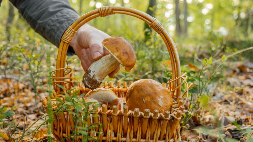 Branje gljiva