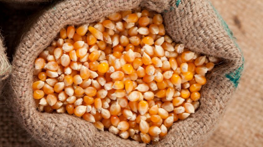 Cena kukuruza